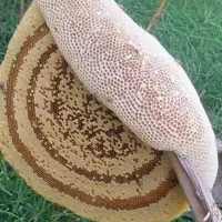 کارون