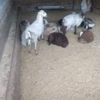 بره از ۲۵ کیلو به بالا