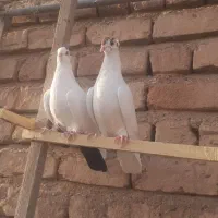کفتر کبوتر پرشی رنگی پلاس دمسیاه مهر