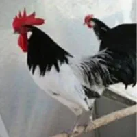 خروس لاکنوندر