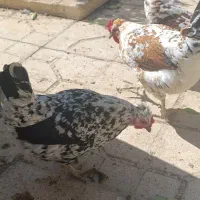 فروش تخم مرغ نطفه دار گلین|حیوانات مزرعه|شیراز, رکن‌آباد|دیوار