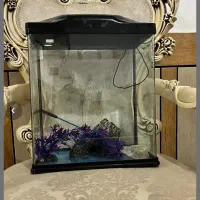 آکواریوم مینیمال