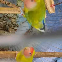 طوطی برزیلی معاوضه با عروس هلندی