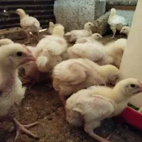 جوجه گوشتی بیست روزه