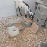 حیوانات مزرعه