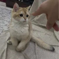 بریتیش گلد کد ny12 پسر