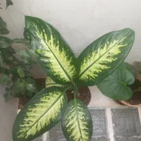 گل های طبیعی و زیبا