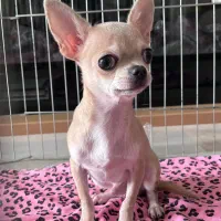 شیهواهوا اصیل|سگ|تهران, پردیسان|دیوار