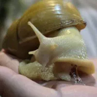 حلزون یکی بخر دوتا ببر|خزنده|اصفهان, شمس آباد|دیوار