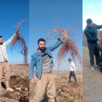 نهال انگور دوساله میخوای زنگ بزن