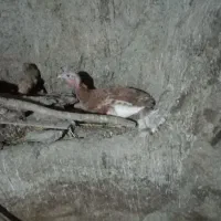 بوقلمون کرچ ومرغ لاری