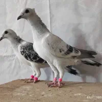 اردن خالص|پرنده|سربیشه, |دیوار