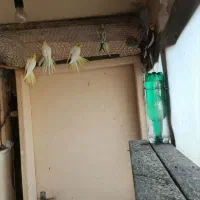 عروس هلندی های درشت سالم و سرحال|پرنده|آبیک, |دیوار