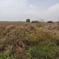 تحویل بار چغندر شاهرود