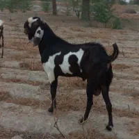 نریبیتلاصل|حیوانات مزرعه|بندرعباس, |دیوار