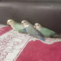 جوجه طوطی برزیلی