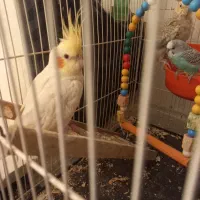 عروس هلندی|پرنده|تربتحیدریه, قائم|دیوار