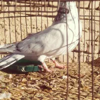 کفتر|پرنده|بمپور, |دیوار