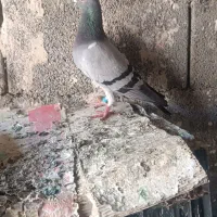 کبوتر پلاکی