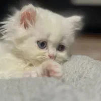 گربه بریتیش پرشین