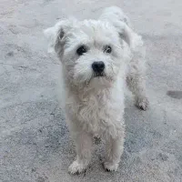 فروش سگ شپیتز کاندایی، قیمت15m