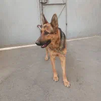 توله سگ ژرمن|سگ|قرچک, پارس سرام|دیوار