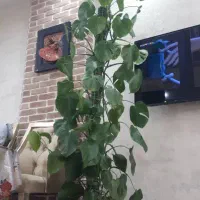 برگ انجیری