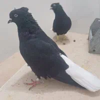 کبوتر کفتر دم سفید شازده ،سرور
