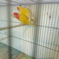 یک‌جفت‌کوتوله‌ودوجفت‌مرغ‌عشق‌مولد