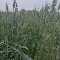 تدریس دروس رشته زراعت توسط دکتری زراعت