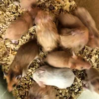 فروش همستر های بازیگوش|موش و خرگوش|بوشهر, |دیوار