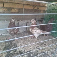 قفس بچه کبوتر