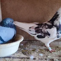 کفتر هما سرور|پرنده|تهران, انبار نفت|دیوار