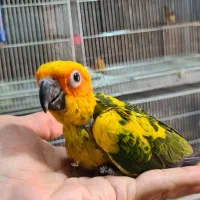 جوجه خورشیدی و گرینچیک باغ پرندگان