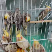7 عدد عروس هلندی|پرنده|تهران, نازی‌آباد|دیوار