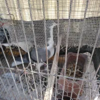 2جفت کفتر|پرنده|شاهین‌شهر, مورچه خورت|دیوار