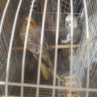 پرنده عروس هلندی