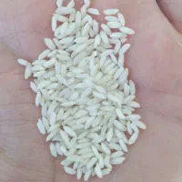 برنج عنبربو|خوردنی و آشامیدنی|الیگودرز, |دیوار