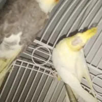 عروس هلندی|پرنده|گلبهار, شهر جدید گلبهار|دیوار