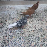 دم‌سفید|پرنده|اهواز, دغاغله|دیوار