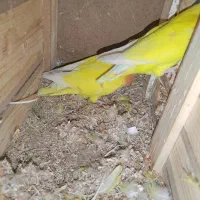 طوطی برزیلی مولد|پرنده|پیرانشهر, |دیوار