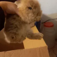 حیوان خانگی