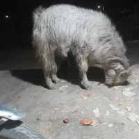 پازن دو بر مست مست قیمت 20تومان