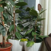 گل ها|گل و گیاه طبیعی|سی‌سخت, |دیوار