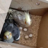 پرنده عروس پاریس ۷ عدد|پرنده|اهواز, کوی بشارت|دیوار