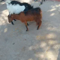 کهره|حیوانات مزرعه|اهرم, |دیوار