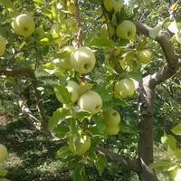 خریدار و اجاره سیب گلاب|خدمات باغبانی و درختکاری|خرمدره, |دیوار