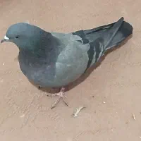 کبوتر تهرانی   ماده کبود فوق پرشی در الوند|پرنده|الوند, |دیوار