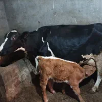 گاو شیری هلشتاین به همراه گوساله ماده سیمینتال|حیوانات مزرعه|ایجرود, |دیوار