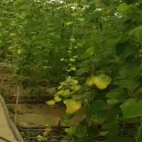 اجاره یا مشارکت در گلخانه با آب و برق و گاز|اجارهٔ دفتر صنعتی، کشاورزی، تجاری|فلاورجان, |دیوار